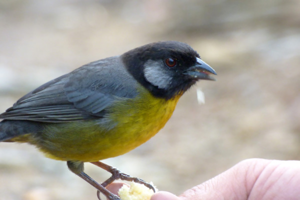 Santa Marta Brush-Finch