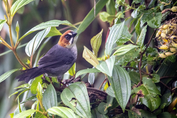 Santa Marta Brushfinch