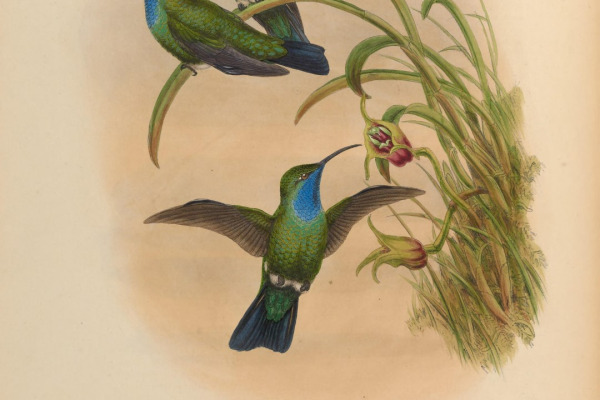 Santa Marta Sabrewing
