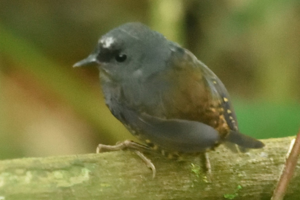 Santa Marta Tapaculo