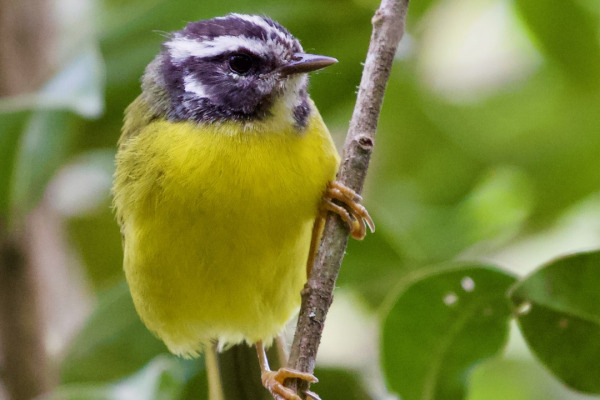 Santa Marta Warbler