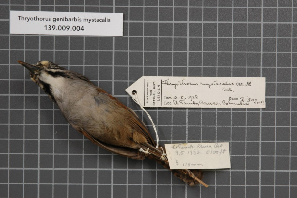Santa Marta Wren