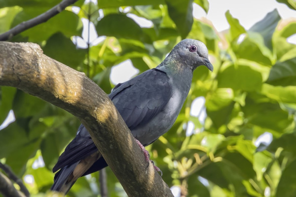 Sao Tome Bronze-naped Pigeon