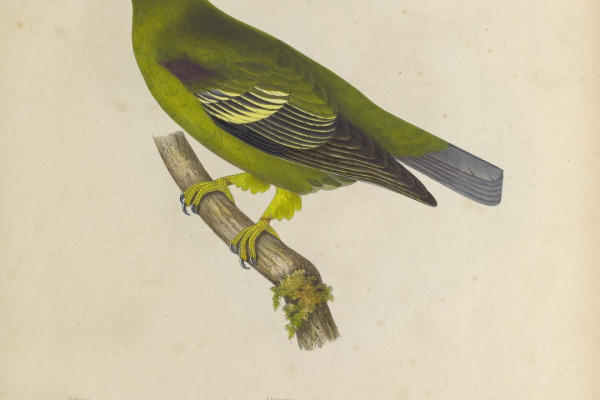 Sao Tome green pigeon