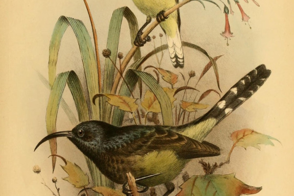 Sao Tome Oriole