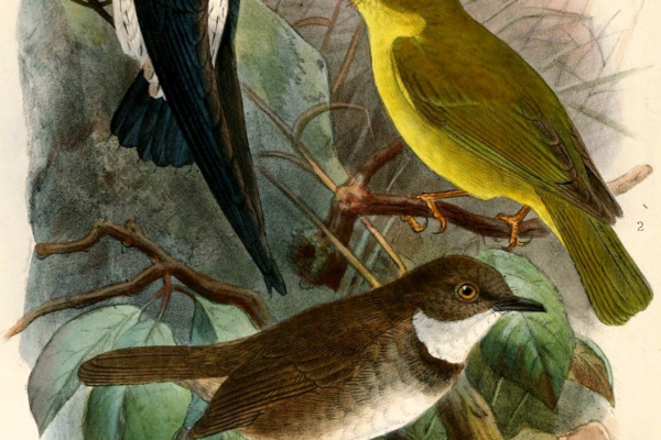 Sao Tome Spinetail