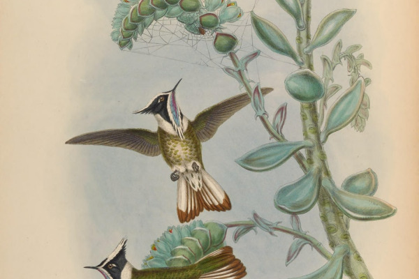 Sapphire-bellied Hummingbird