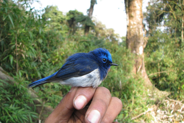 Sapphire Flycatcher