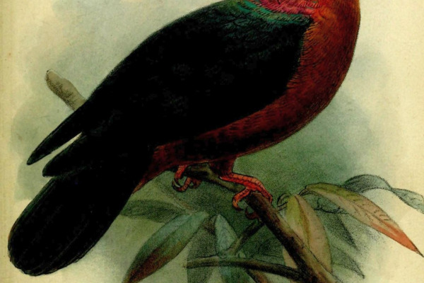 Sapphire Quail-Dove
