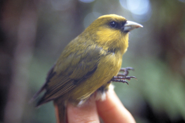 Sapphire-rumped Myzomela