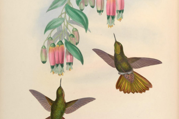 Sapphire-vented Puffleg