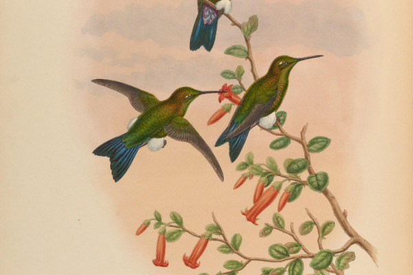 Sapphire-vented Puffleg
