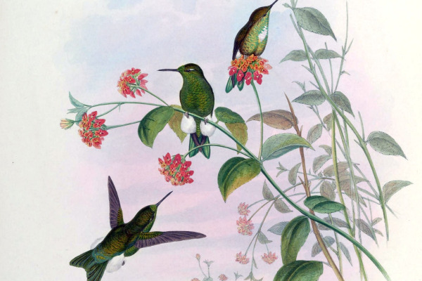Sapphire-vented Puffleg