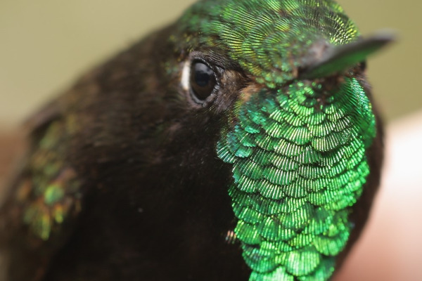 Sapphire-vented Puffleg