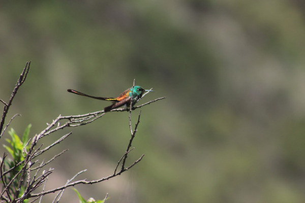 Sappho sparganurus