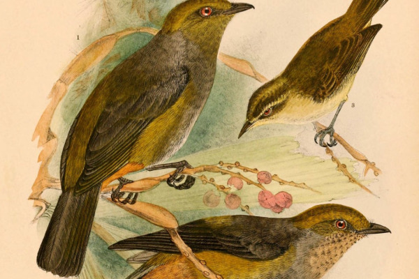 Sarasin's leaf warbler