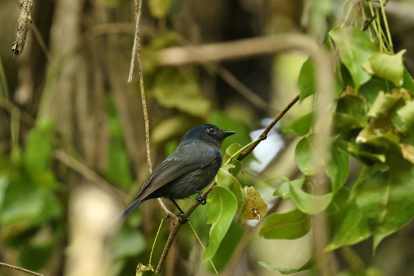 Satin Flycatcher