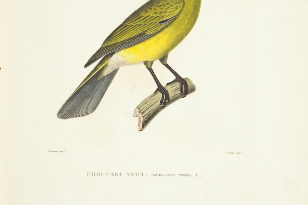 Satin Flycatcher