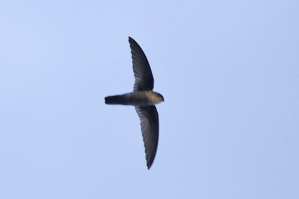 Satin Swiftlet