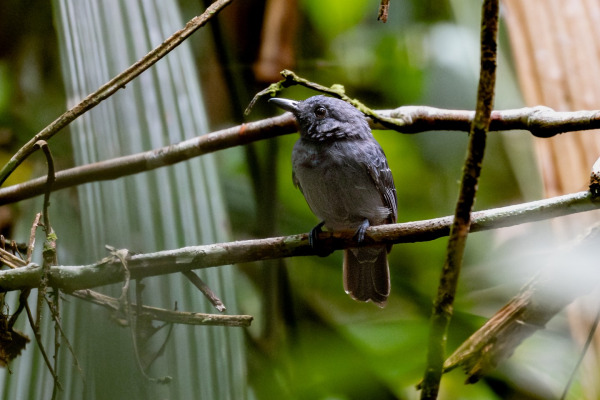 Saturnine Antshrike