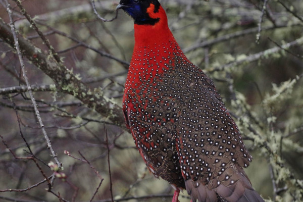 Satyr Tragopan