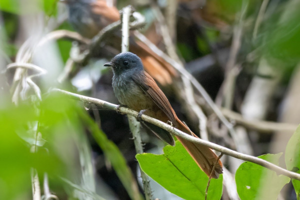 Saul's Fantail
