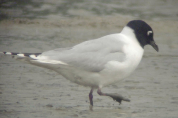Saunders's Gull