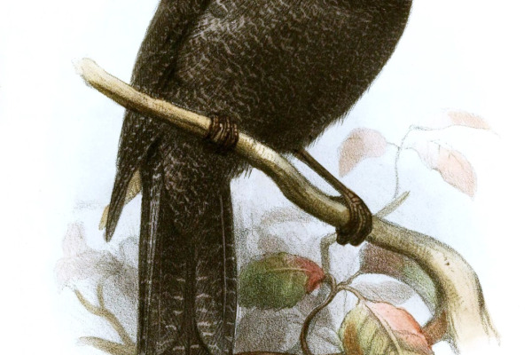 Savai'i bush warbler