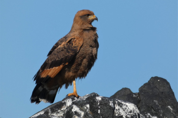 Savanna Hawk