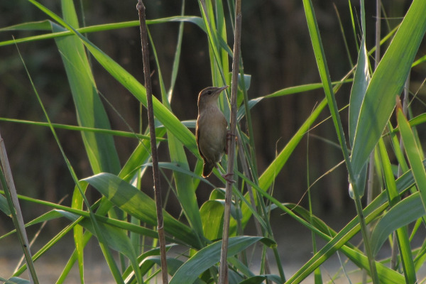 Savi's Warbler