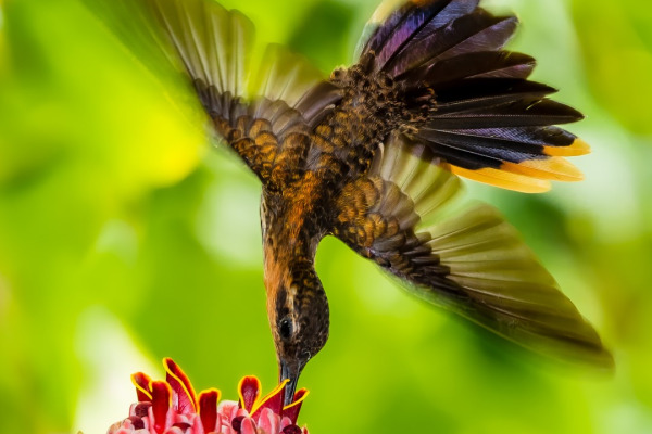 Saw-billed Hermit