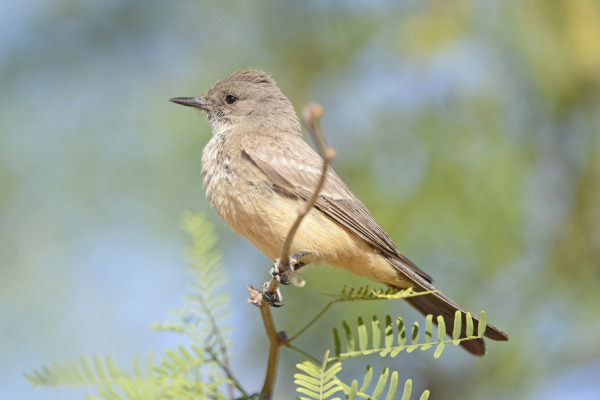 Say's Phoebe
