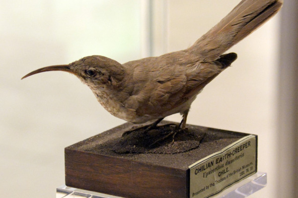 Scale-throated Earthcreeper