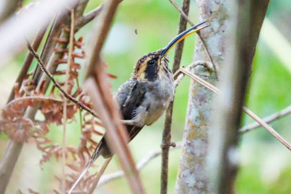 Scale-throated Hermit