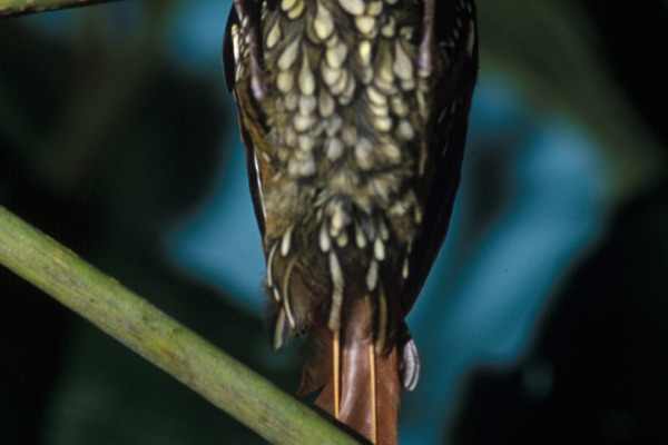 Scale-throated Puffbird
