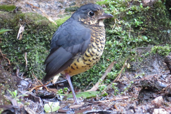 Scaled Antpitta