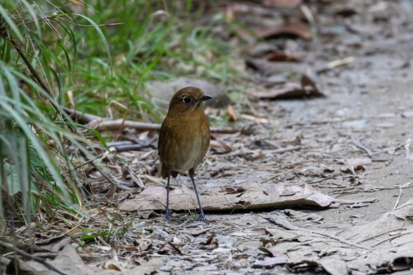 Scaled Antpitta