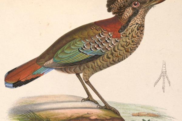 Scaled Antpitta