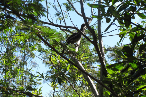 Scaled Chachalaca