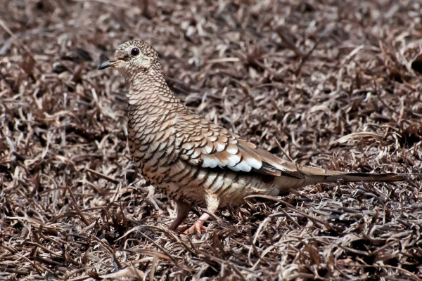 Scaled Dove