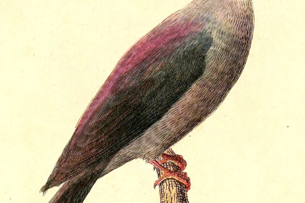 Scaled Pigeon