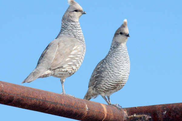 Scaled Quail
