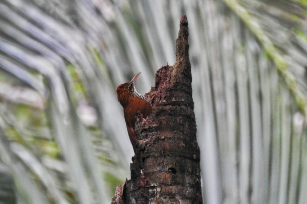 Scaled Woodcreeper