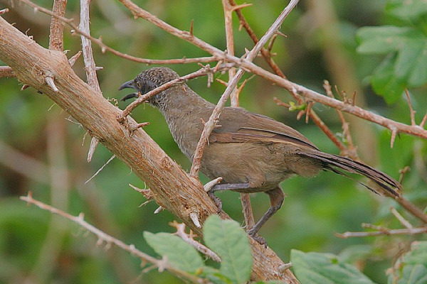 Scaly Babbler