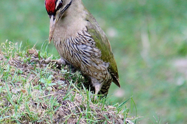 Scaly-bellied Woodpecker