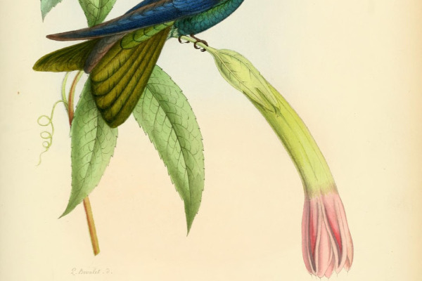 Scaly-breasted Hummingbird