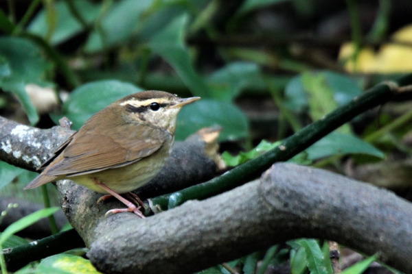 Scaly-breasted Wren-Babbler