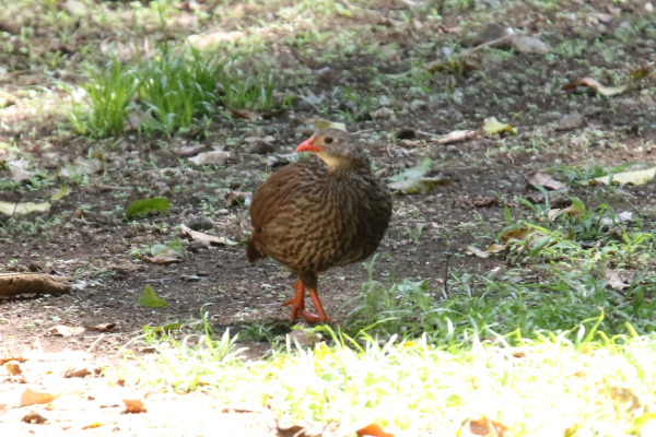 Scaly Francolin