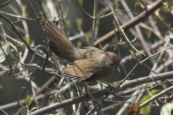 Scaly Laughingthrush