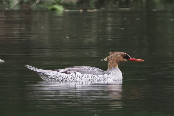 Scaly-sided Merganser